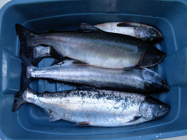 Salmon from Ernest Sound, Alaska. (Photo: J. Brew/Creative Commons)