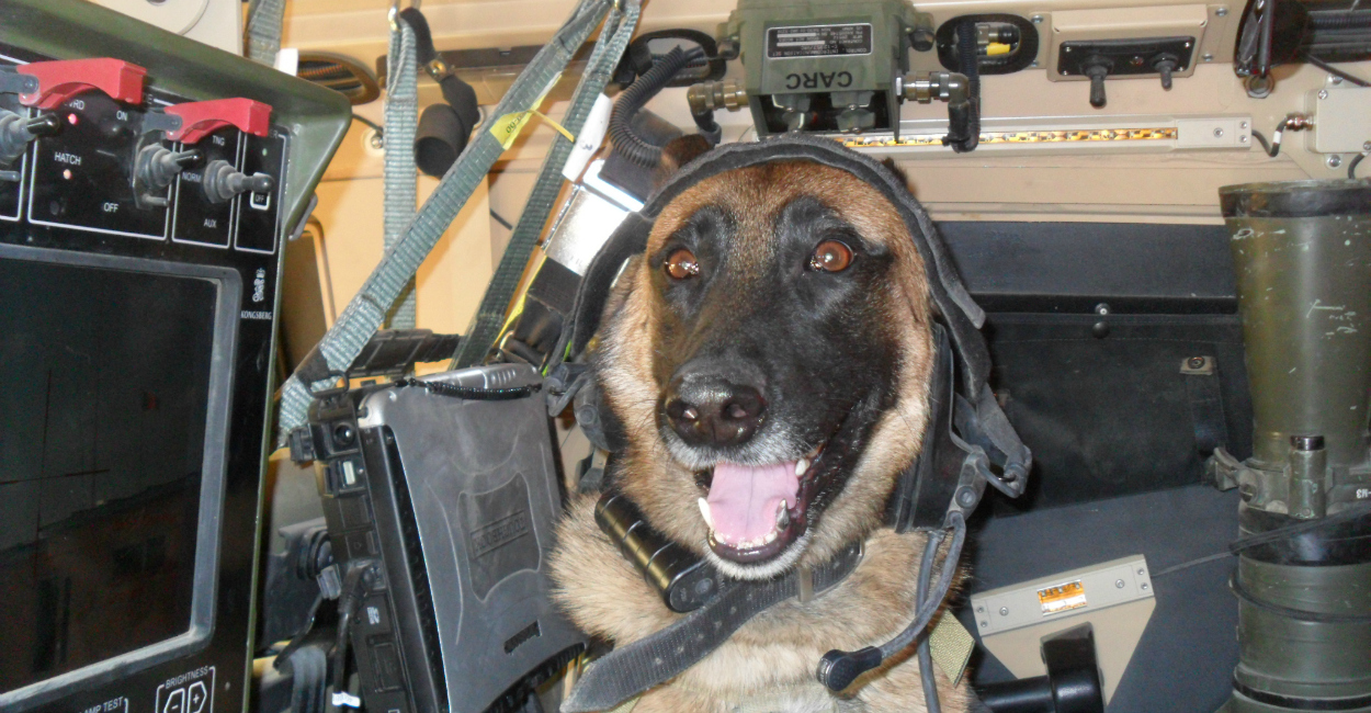 Military Working Dog Ryky (Photo: James Harrington)