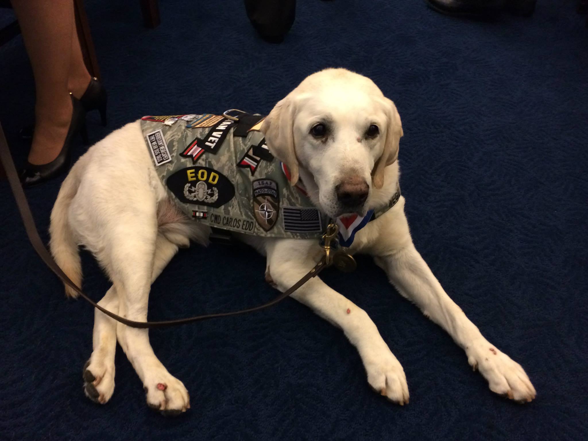 Contract Working Dog Carlos sits at a briefing from the American Humane Society on Capitol Hill. (Photo: Facebook/American Humane Association