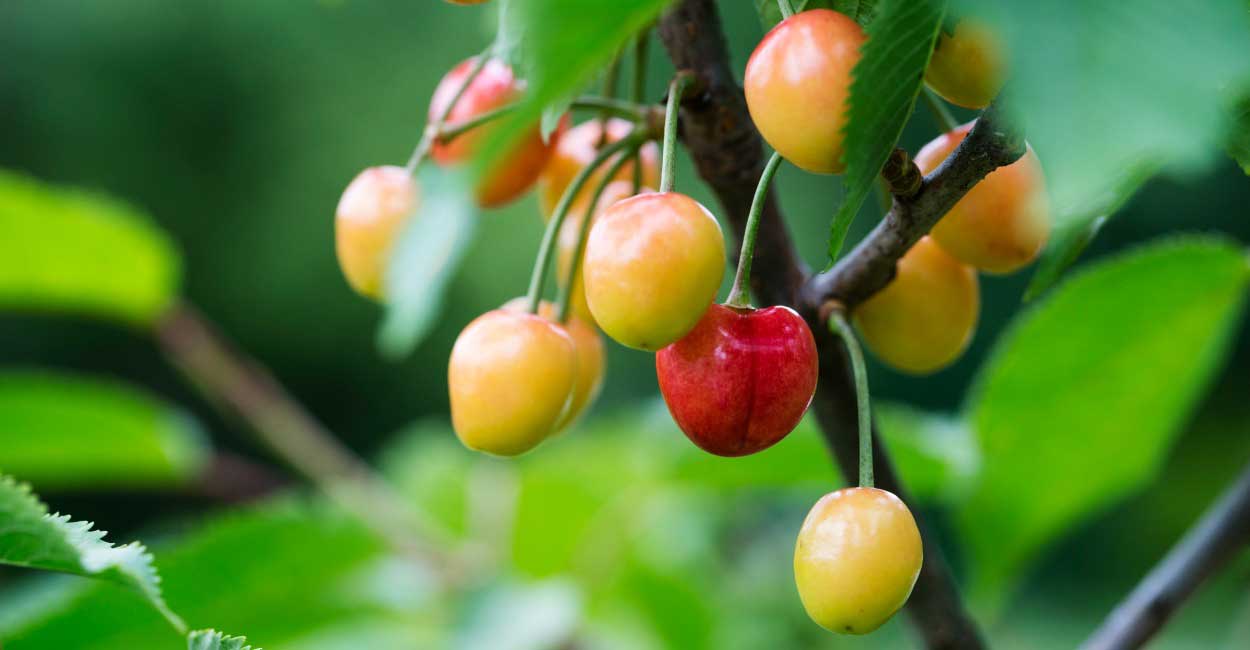 How the Government Is Mandating Food Waste - Daily Signal