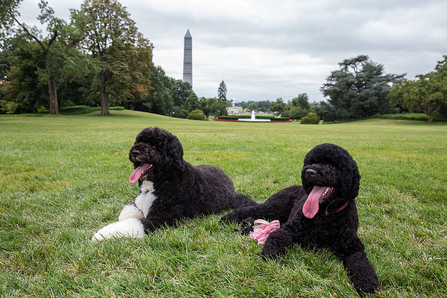 Bo, left, and Sunny, the Obama family dogs, on the South Lawn of the White House, Aug. 19, 2013. (Photo: Pete Souza)