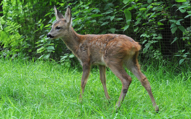 A Deer (Solent News / Splash News/Newscom)