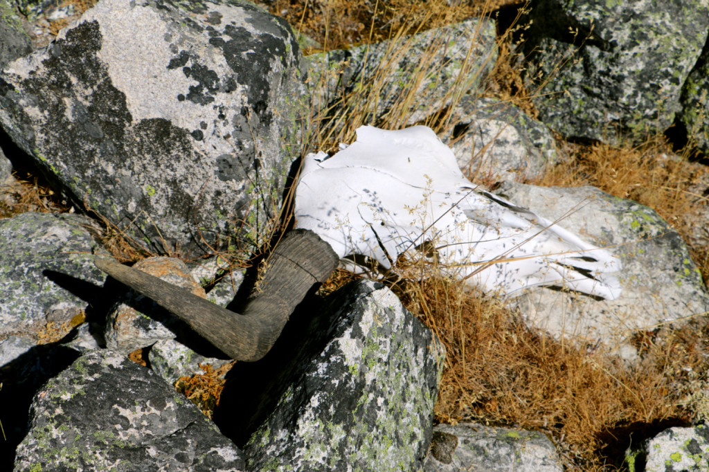 Yak bones littered the path to the Nangpa La. (Photo: Nolan Peterson/The Daily Signal)
