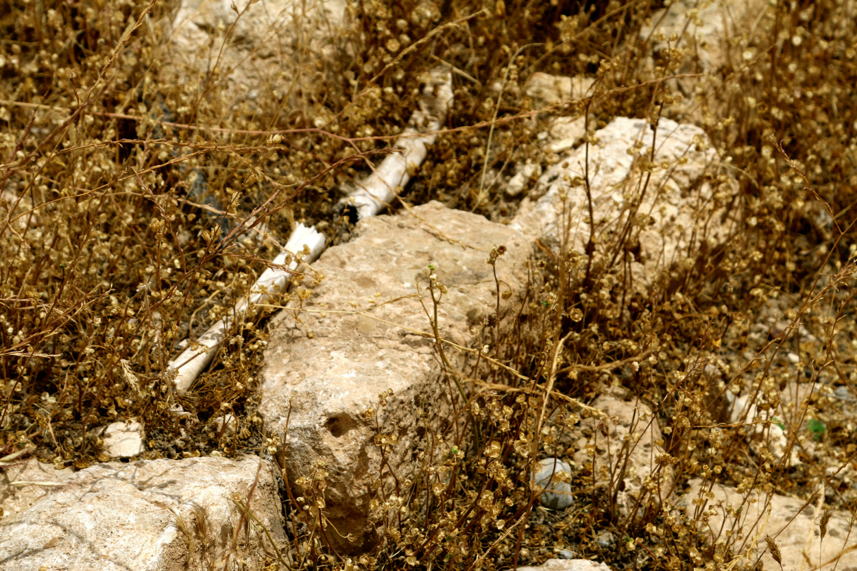 Human bones at a mass grave in Sinjar, Iraq. (Photos: Nolan Peterson/The Daily Signal)