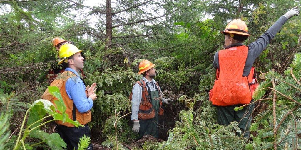 Foresters survey Alaska coastal young growth in logged-over sites such as this for future timber to replace old growth in the forest industry—if transition plan is allowed to go forward. (Photo: U.S. Forest Service)