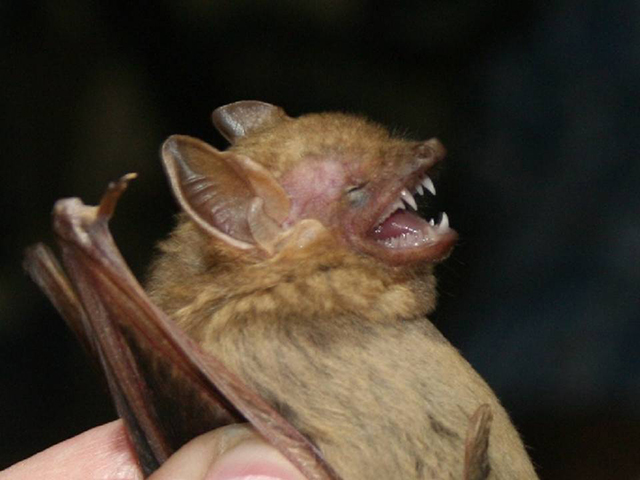 Southern Yellow Bat (Photo: Wikimedia)