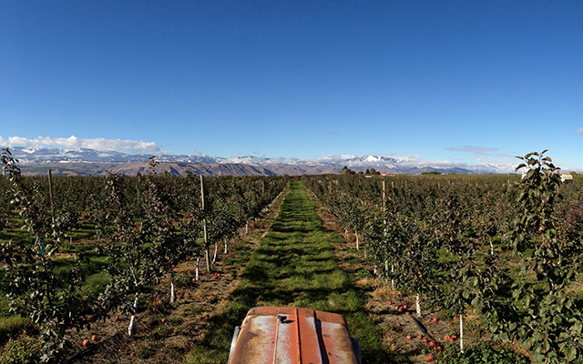 Dudek Orchards, courtesy of Britt Dudek