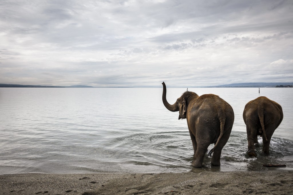 Elephants of the Swiss national circus 'Knie' take a bath in the Lake Geneva, at the Bellerive beach near Lausanne, Switzerland. The circus is currently staging their show as part of their tour in Lausanne until 15 October. (Photo: Valentin Flauraud/Newscom)