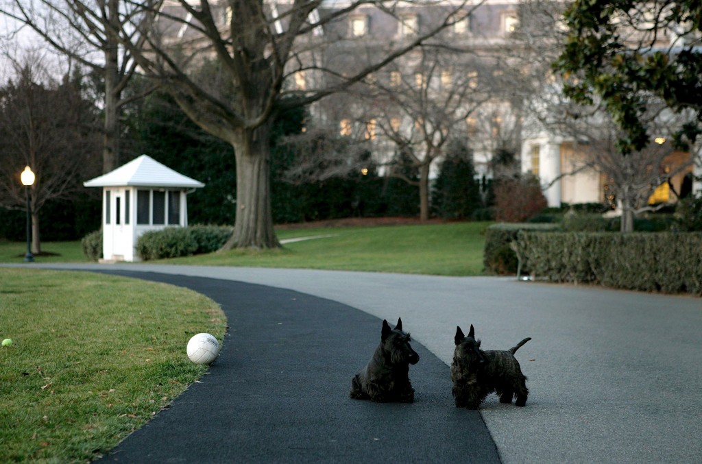 President Bush's dogs play on the driveway