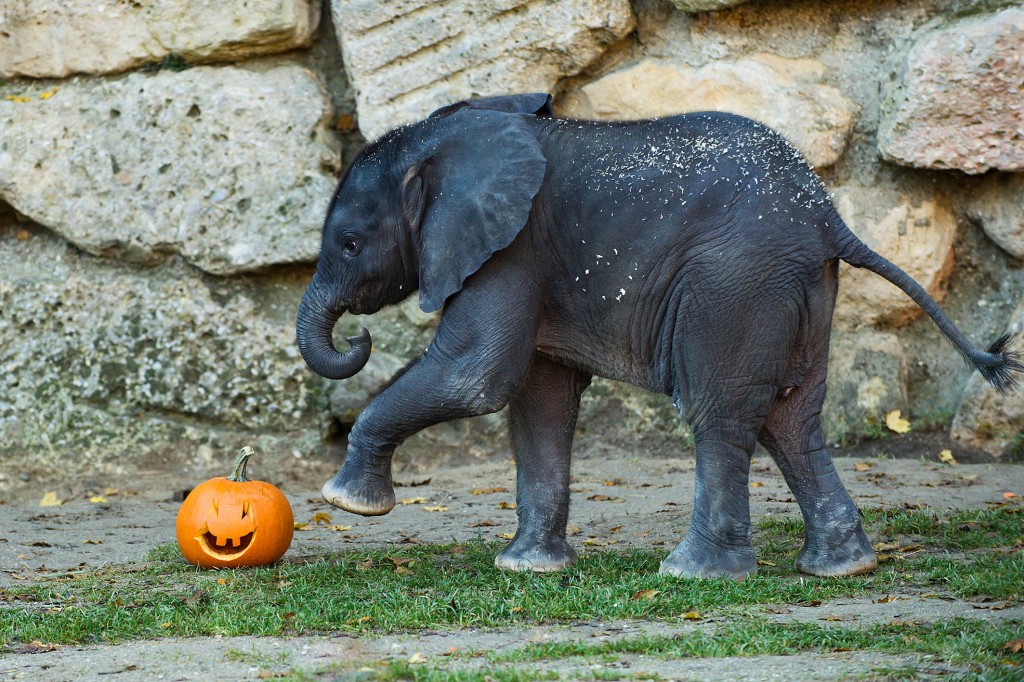 Zoo director Dagmar Schratter said the elephants also enjoy playing with the pumpkins. (Photo: Newscom)