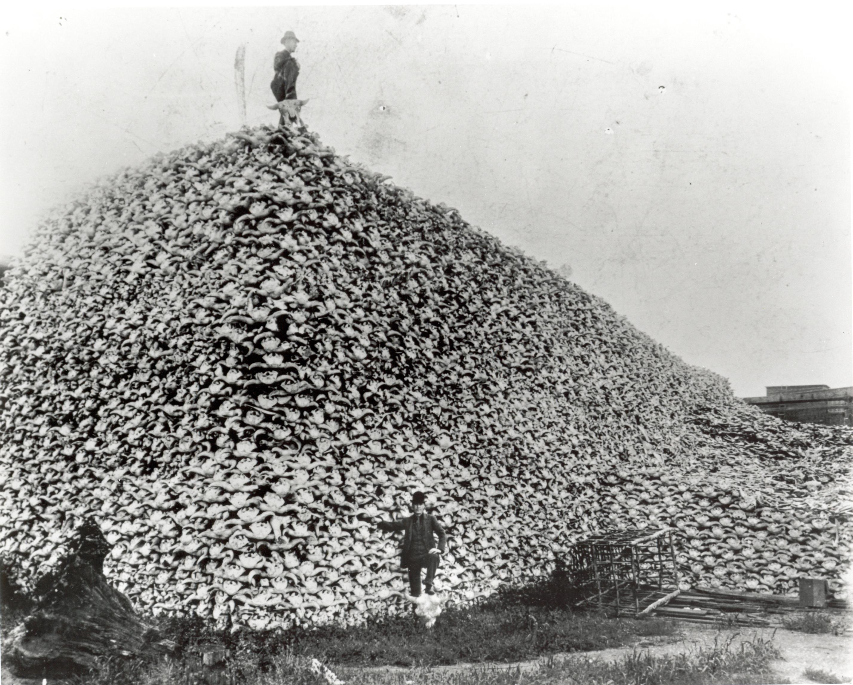 Undated photo of a man standing on top of an enormous pile of buffalo skulls. (Photo: Picture History/Newscom)