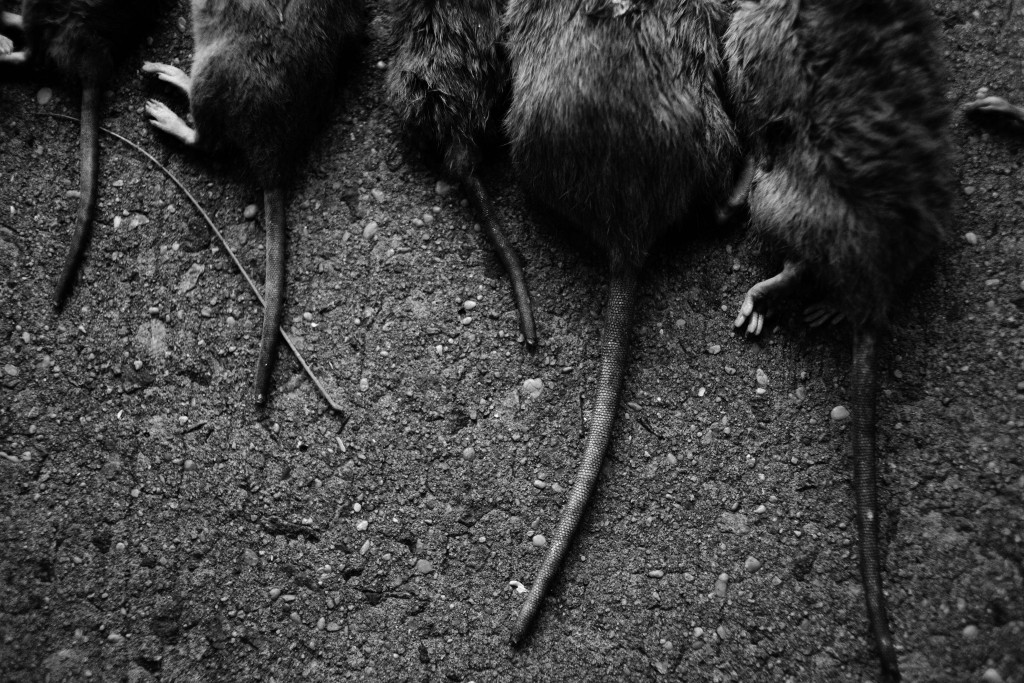 At a single dumpster, the team were able to catch 11 rats. (Photo: (Johnny Milano/Polaris) 