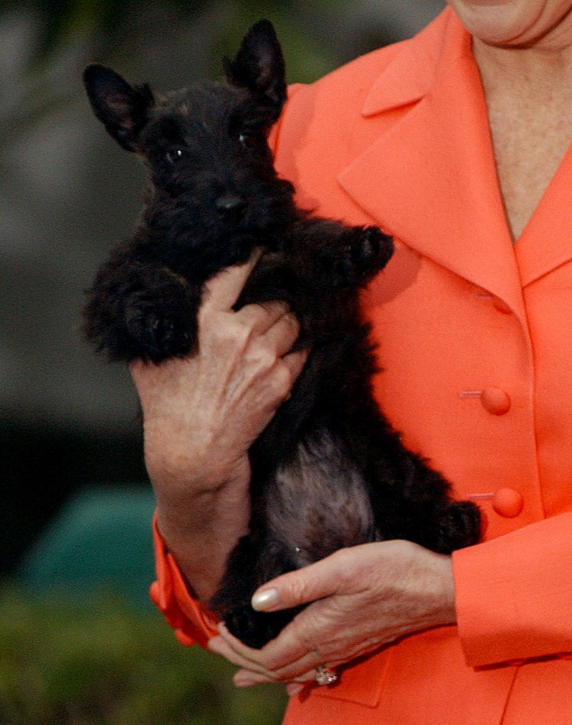 Scottish Terrier Mrs Beazley joins the White House