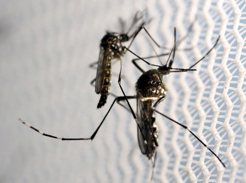 Aedes aegypti mosquitoes are seen inside Oxitec laboratory in Campinas, Brazil. (Reuters/Paulo Whitaker/File Photo/Newscom)