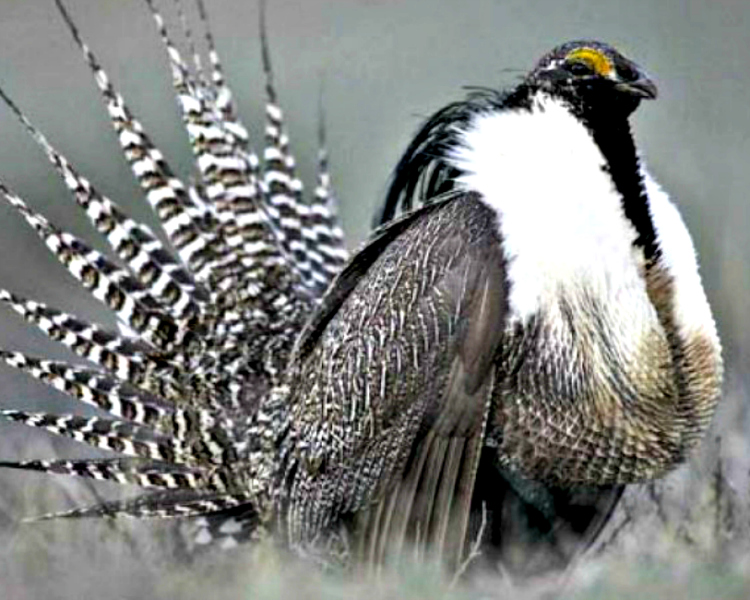 A male Gunnison sage grouse fans its tail feathers near Gunnison, Colorado. (Photo: Colorado Parks and Wildlife)
