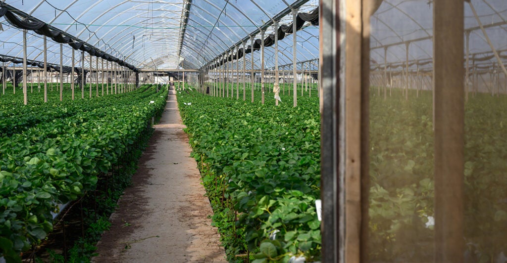 Plants grow in a long greenhouse.