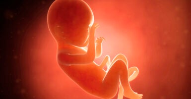 illustration of a human baby in the womb at 7 months