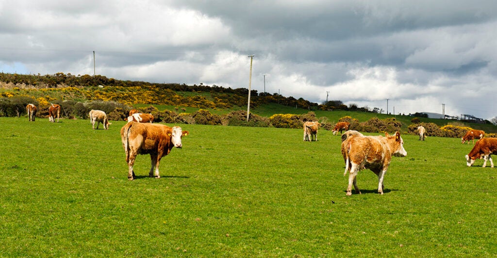 Organic cow farm at County Waterford, Ireland